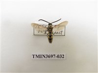 藏品(膜翅目(蜂))的圖片